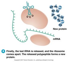 Translation: ribosome disassembly and protein release
