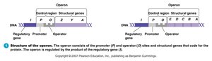 Structure of the operon