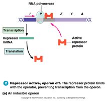 Repressor active, operon off (inducible operon)