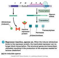 Repressor inactive, operon on (inducible operon)