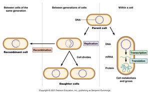 Flow of genetic information in bacteria
