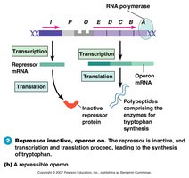 Repressor inactive, operon on (repressible operon)