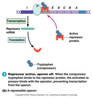 Repressor active, operon off (repressible operon)