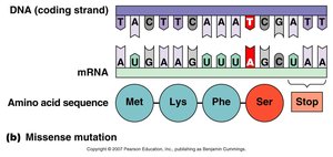 Missense mutation