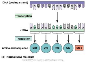 Normal DNA molecule