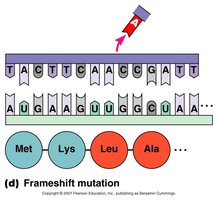 Frameshift mutation