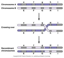 Crossing over and recombination
