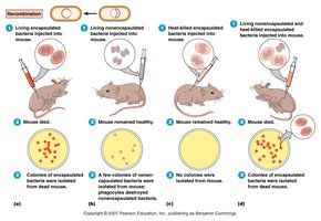 Transformation process in bacteria