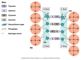 DNA structure: base pairing and backbone