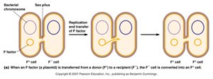 Conjugation: F+ to F- cell transfer