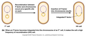 Conjugation: Hfr cell formation