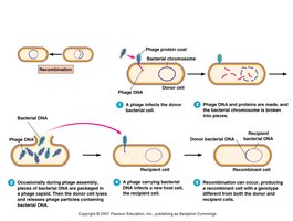 Transduction process in bacteria