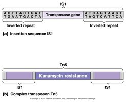 Structure of transposons and complex transposons