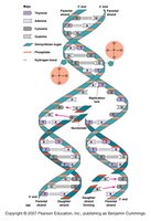 DNA double helix structure