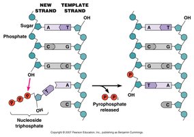 DNA replication: nucleoside triphosphate addition