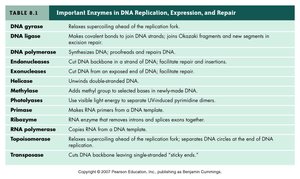 Table of important enzymes in DNA replication, expression, and repair