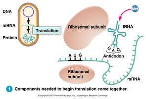 Translation initiation: ribosome assembly