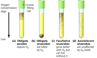 Test tubes showing growth patterns of obligate aerobes, obligate anaerobes, facultative anaerobes, and aerotolerant anaerobes