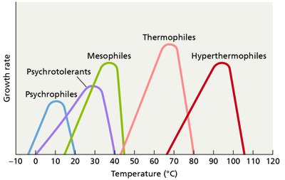 Growth rate of microbes at different temperatures: psychrophiles, mesophiles, thermophiles, hyperthermophiles