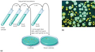 Pour plate method for isolating pure cultures