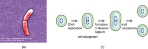 Binary fission in prokaryotes