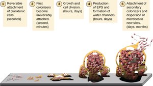 Biofilm formation stages
