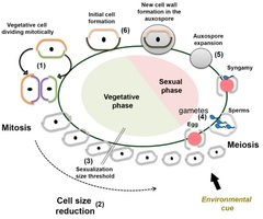 Diatom cell cycle and reproduction