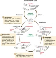 Zygomycete life cycle