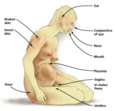 Diagram of human body showing portals of entry