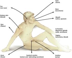 Diagram of human body showing portals of exit