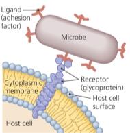 Hyaluronidase and collagenase action in tissue invasion