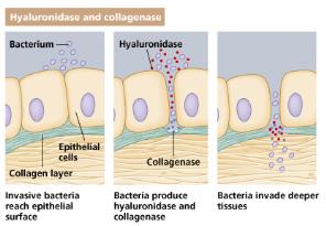 Coagulase and kinase action in clot formation and dissolution