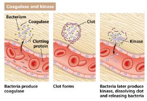 Exotoxin action: cytotoxin killing host cells