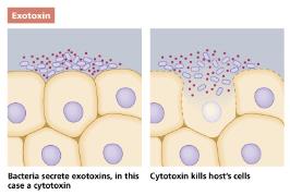 Endotoxin release from dead Gram-negative bacteria