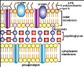 Siderophore-mediated iron acquisition by bacteria