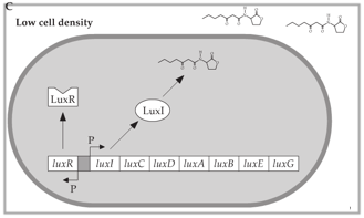 Lux operon at low cell density