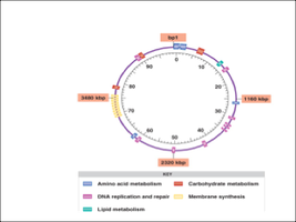 Active repressor in trp operon with tryptophan