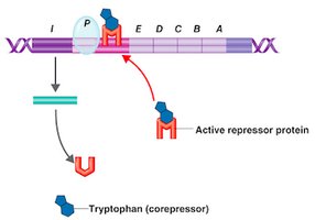 Lactose metabolism in E. coli