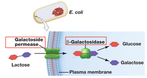Inactive repressor in trp operon