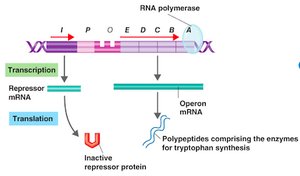 Regulatory protein activation by tryptophan