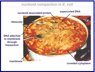Nucleoid compaction in E. coli