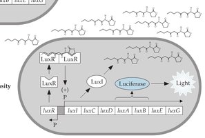Lux operon at high cell density