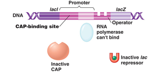 lac operon with inactive CAP and repressor