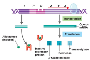 Induction of lac operon by allolactose