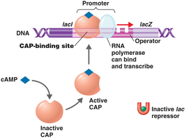 Positive control of lac operon by CAP and cAMP