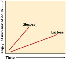 Growth on glucose vs lactose