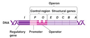 Structure of an operon