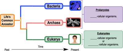 Taxonomic hierarchy from domain to species