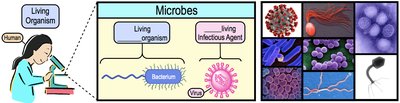 Diagram showing the distinction between living organisms and infectious agents as microbes