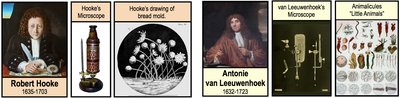 Images of Robert Hooke, Antonie van Leeuwenhoek, and their microscopes and drawings
